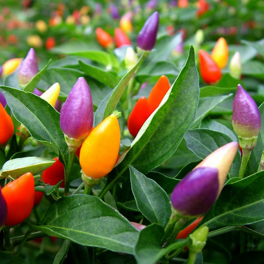 Ornamental Chili - Imported Decorative Pepper Plant Exotic Vegetable Seeds