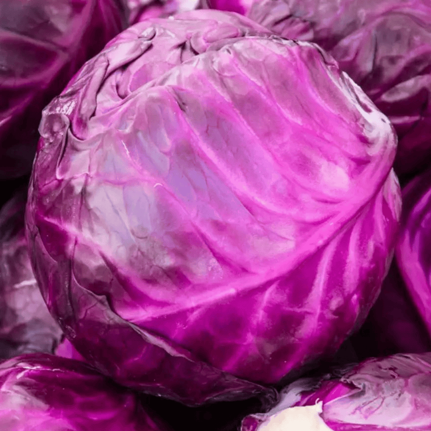 Organic Red Cabbage Microgreens Seeds