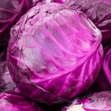 Organic Red Cabbage Microgreens Seeds