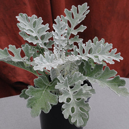 Cineraria Silver Dust Winter Flower Seeds