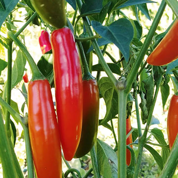 Chilli Pepper 'Sky BOR-10' Vegetable Seeds