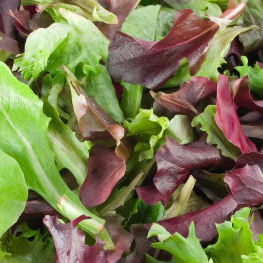 Fresh Mixed Lettuce Blend - 6 Varieties for a Crisp, Flavorful Salad Exotic Vegetable Seeds