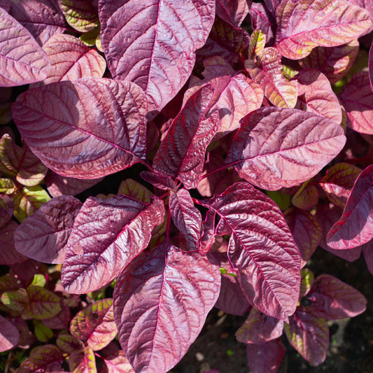 Amaranthus Red Choulai Jewel Vegetable Seeds