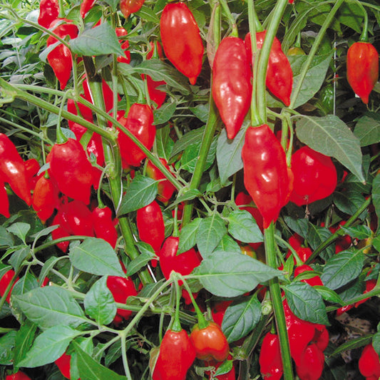 CHILLI PEPPER Pimiento L Vegetable Seeds