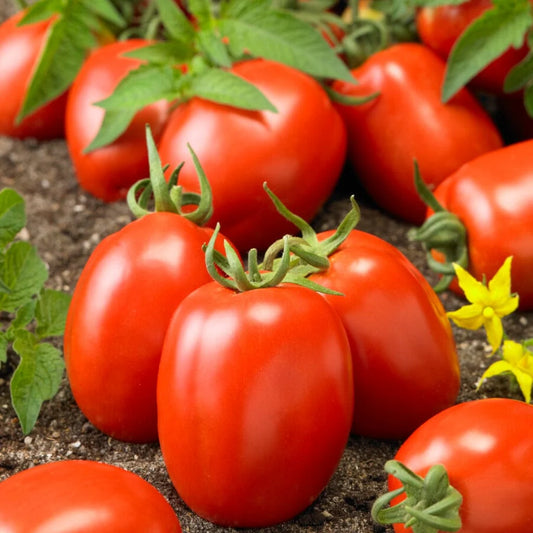 Tomato Heirloom Roma VF Vegetable Seeds
