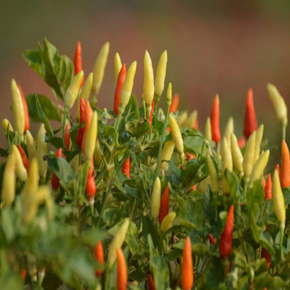 Chilli Surva Pariksha F1 Vegetable Seeds