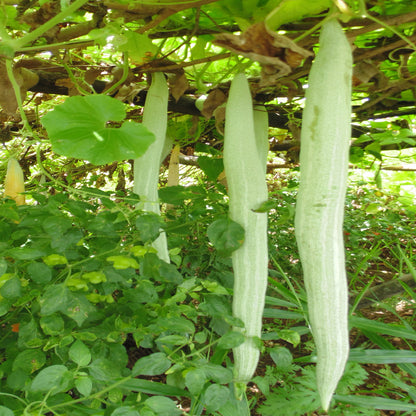 Snack Gourd Long 10 Green Vegetable Seeds