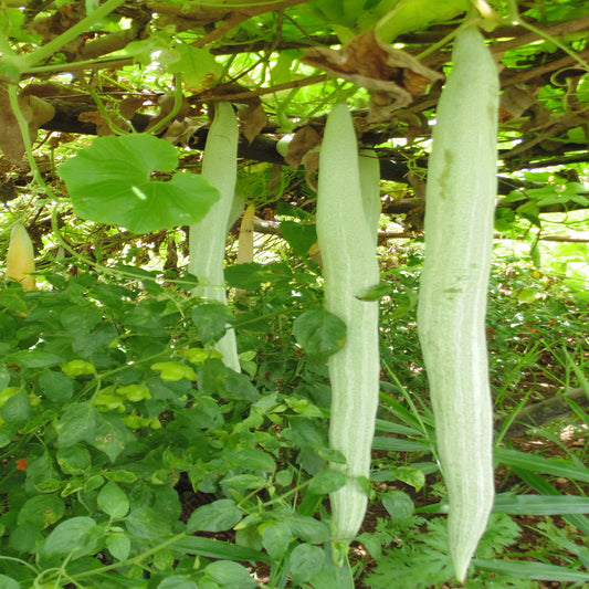 Snack Gourd Long 10 Green Vegetable Seeds