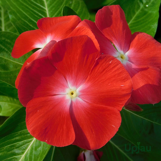 Vinca F1 Trailing Deep Red Summer Flower Seeds