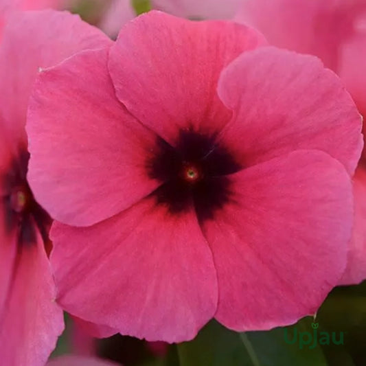 Vinca F1 Trailing Raspberry Summer Flower Seeds