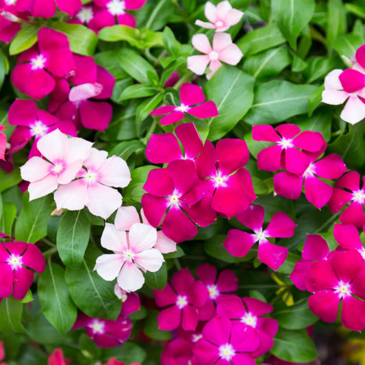 Vinca F1 Nana Rose Summer Flower Seeds