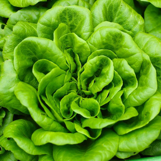 Fresh Butterhead Green Lettuce – Crisp, Tender, and Naturally Sweet