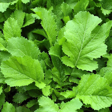 Mustard Florida Green Leaf Microgreens Seeds