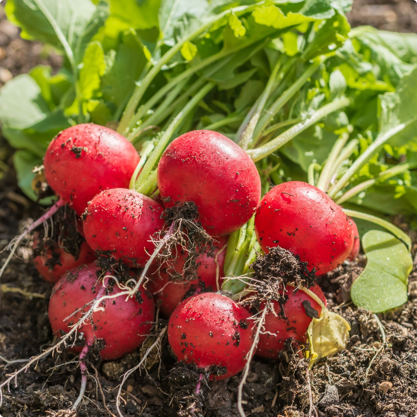Round Scarlet Globe Radish – Fresh, Crisp, and Flavorful Exotic Vegetable Seeds