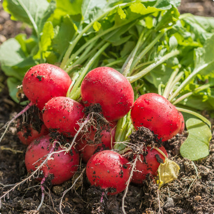 Round Scarlet Globe Radish – Fresh, Crisp, and Flavorful Exotic Vegetable Seeds