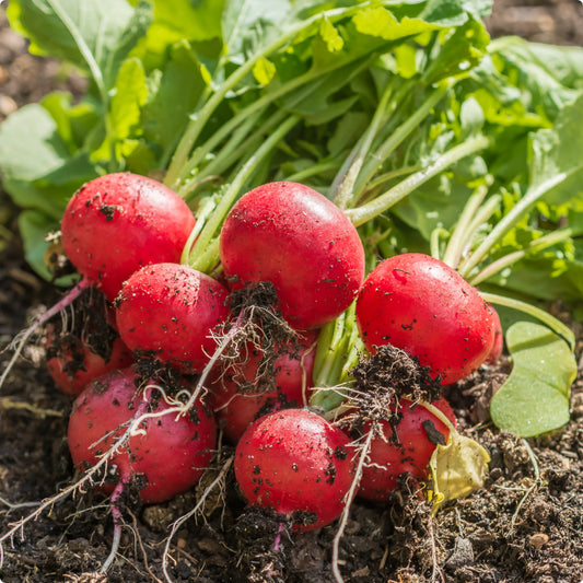 Round Scarlet Globe Radish – Fresh, Crisp, and Flavorful Exotic Vegetable Seeds