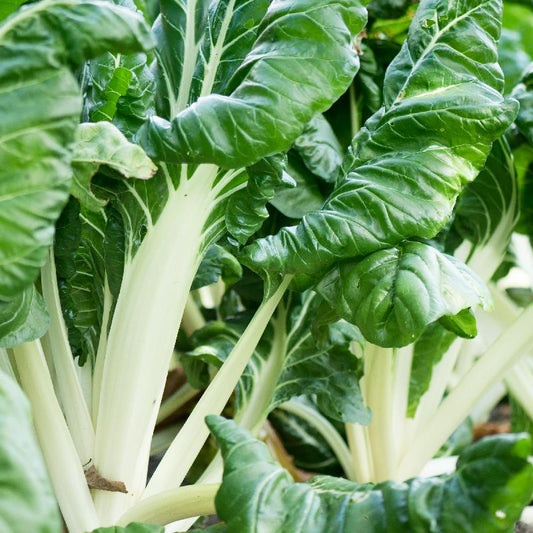 Collard & Swiss Chard White Microgreens Seeds