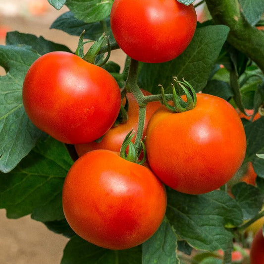 Tomato Heirloom Petomech Vegetable Seeds