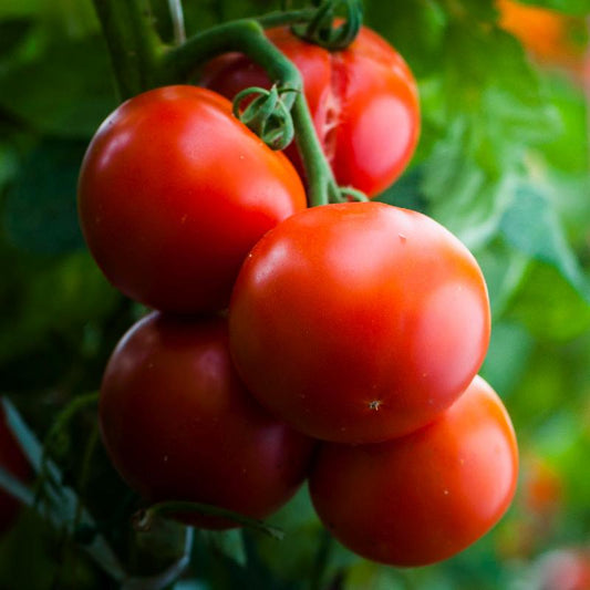Tomato F1 TS-15 Vegetable Seeds