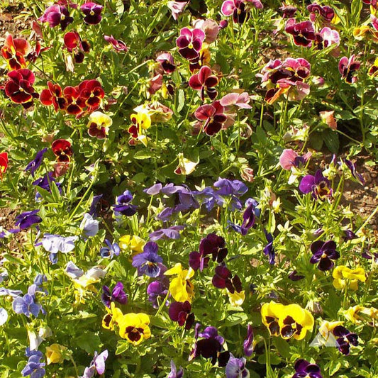 Pansy Swiss Giant Mixed Winter Flower Seeds