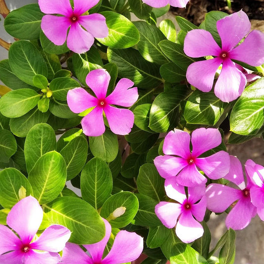 Vinca F1 Nana Pink Summer Flower Seeds