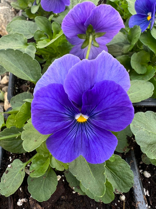 Pansy Pure Blue Winter Flower Seeds