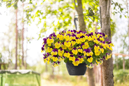 Pansy Yellow with Purple Wing Winter Flower Seeds