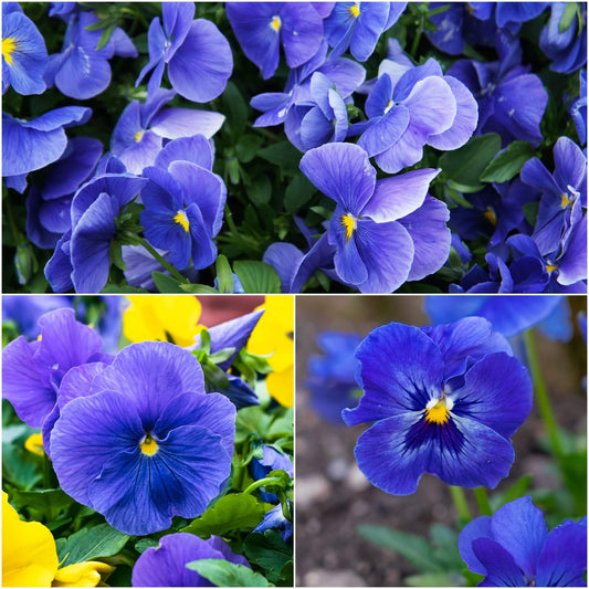 Pansy Pure Blue Winter Flower Seeds