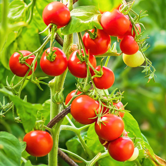 Fresh Cherry Tomatoes – Sweet, Juicy, and Flavorful Exotic Vegetable Seeds