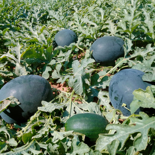 Watermelon F1 Sanya 786 Icebox Vegetable Seeds