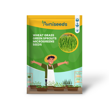 Wheat Grass Green Sprouts Leaf Microgreens Seeds