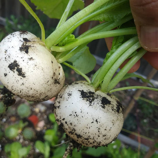 White Round Radish Microgreens Seeds