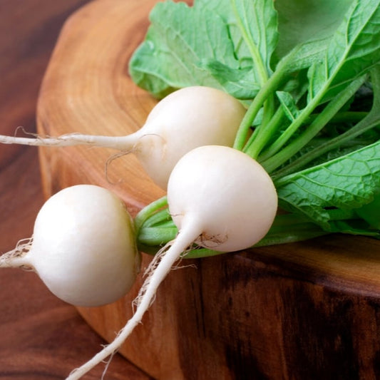 Round Half White Radish - Fresh and Crisp, Perfect for Your Dishes