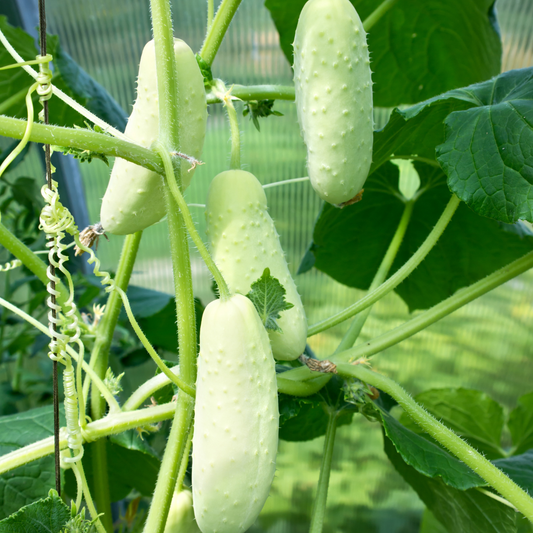 Cucumber F1 White Long Vegetable Seeds