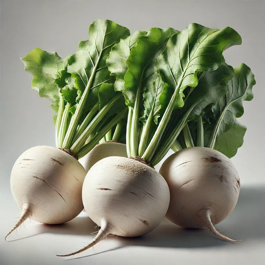 White Imperial Beetroot – Fresh, Nutritious, and Versatile Exotic Vegetable Seeds