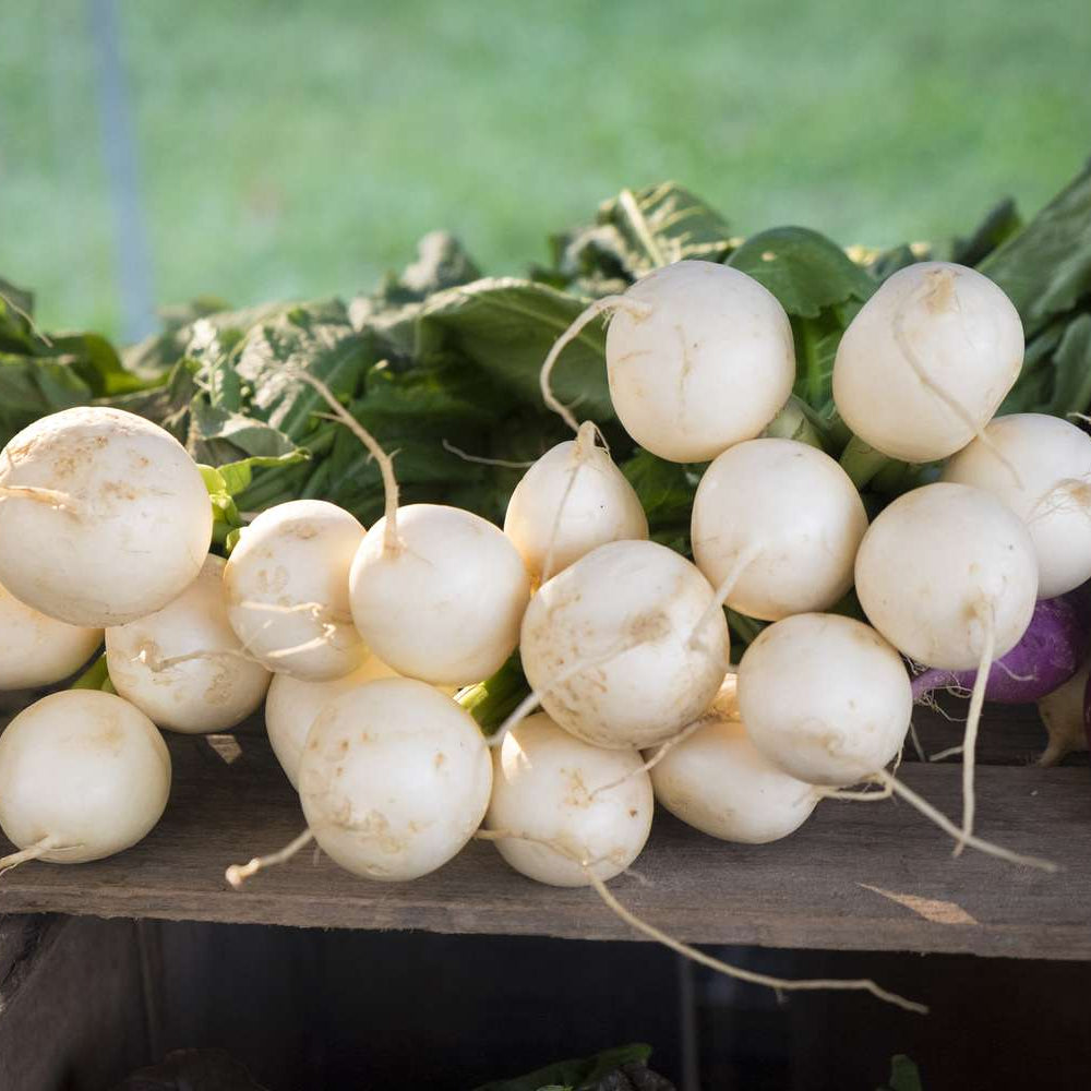 Fresh Round White Radishes – Crisp, Mild & Delicious Exotic Vegetable Seeds