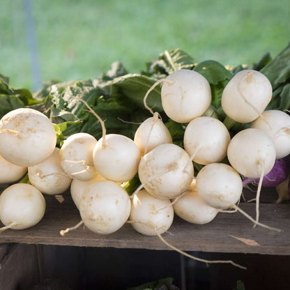 Fresh Round White Radishes – Crisp, Mild & Delicious Exotic Vegetable Seeds