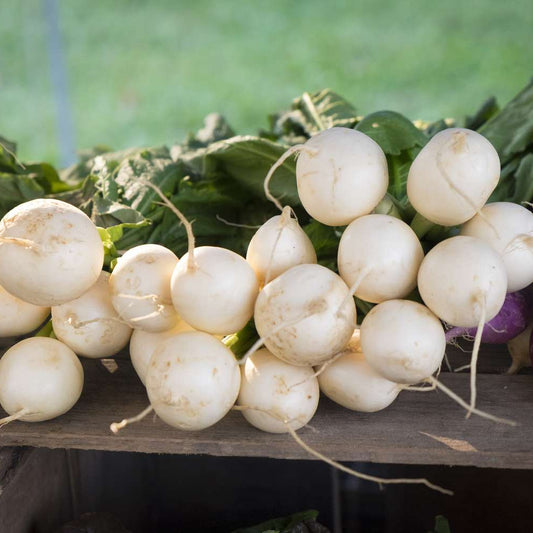 Fresh Round White Radishes – Crisp, Mild & Delicious Exotic Vegetable Seeds