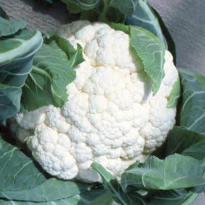 Cauliflower F1 Hybrid Seeds