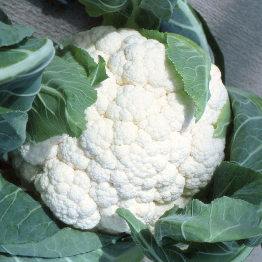 Cauliflower F1 Hybrid Seeds