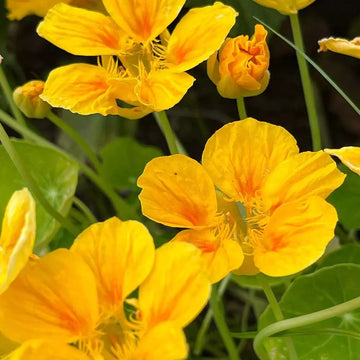 Nasturtium Golden Yellow Flower Seeds