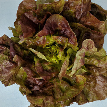 Organic Red Butterhead Lettuce - Fresh & Crisp Exotic Vegetable Seeds