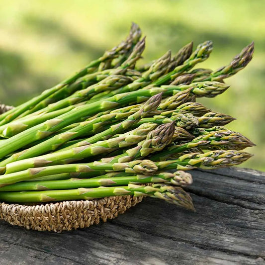 ASPARAGUS Mary Washington – Premium Exotic Veg Seeds