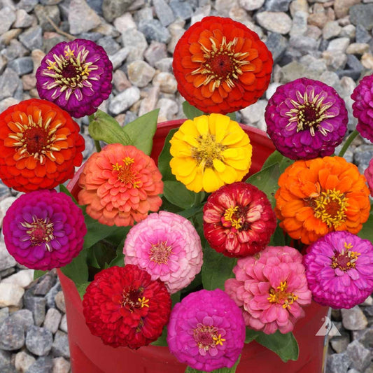 Zinnia F1 Elegans Giant Mixed Summer Flower Seeds