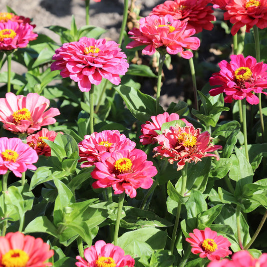 Zinnia F1 Elegans Pink Summer Flower Seeds