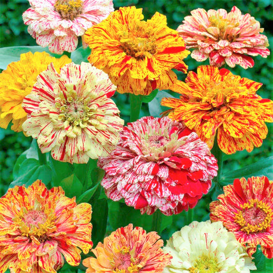 Zinnia Peppermint Stick Summer Flower Seeds