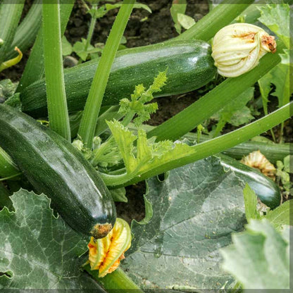 Green Long Squash/Zucchini Exotic Vegetable Seeds