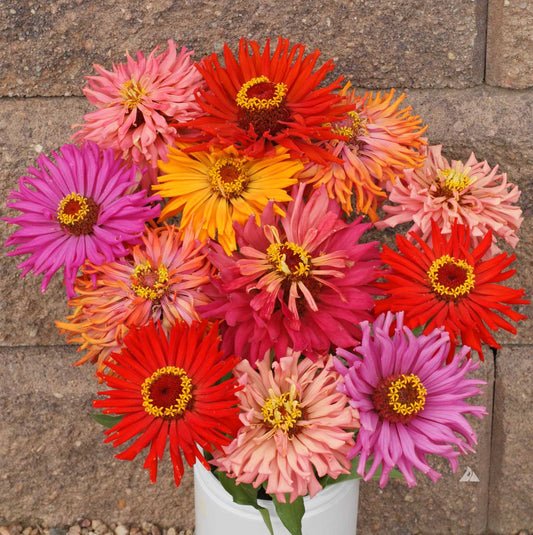 Zinnia Cactus Mixed Summer Flower Seeds