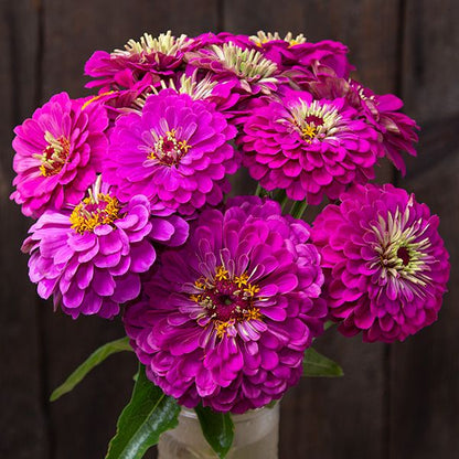 Zinnia F1 Elegans Purple Summer Flower Seeds