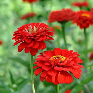 Zinnia Red Tall Flower Seeds
